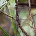 Gynacantha tibiata (Gold-tipped Darner).jpg